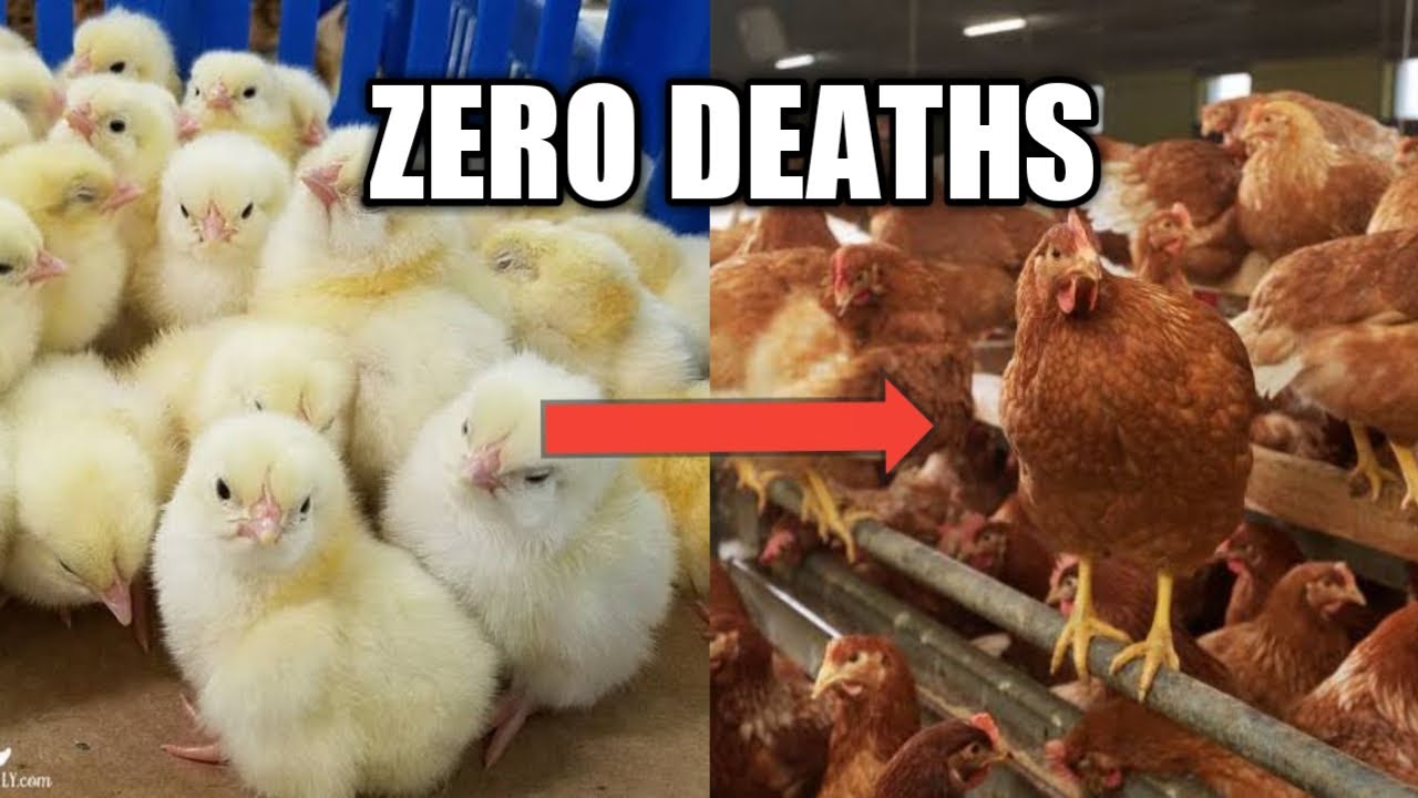Secrets to Raising Baby Chicks With NO DEATHS / How to BROOD CHICKS