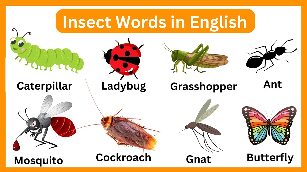Insect English Vocabulary and Simple Sentences