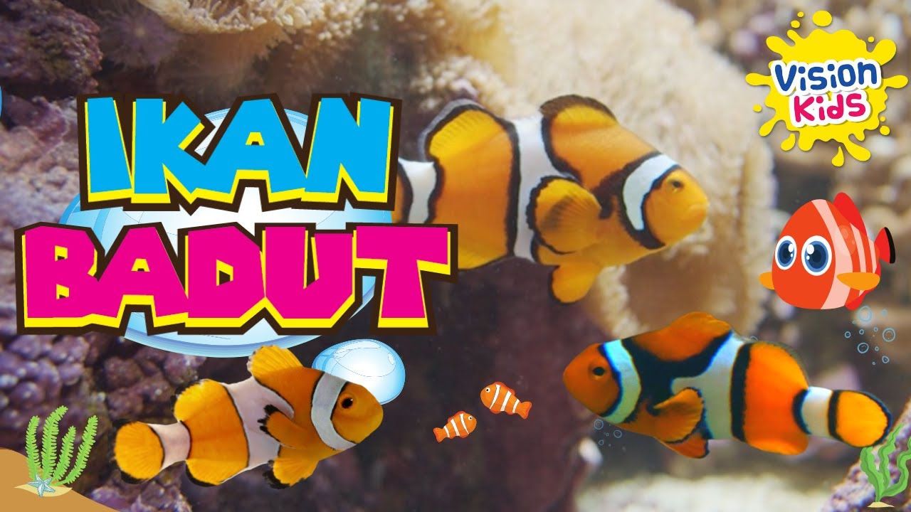 YUK MENGENAL LEBIH DEKAT SAMA IKAN BADUT I INI ITU