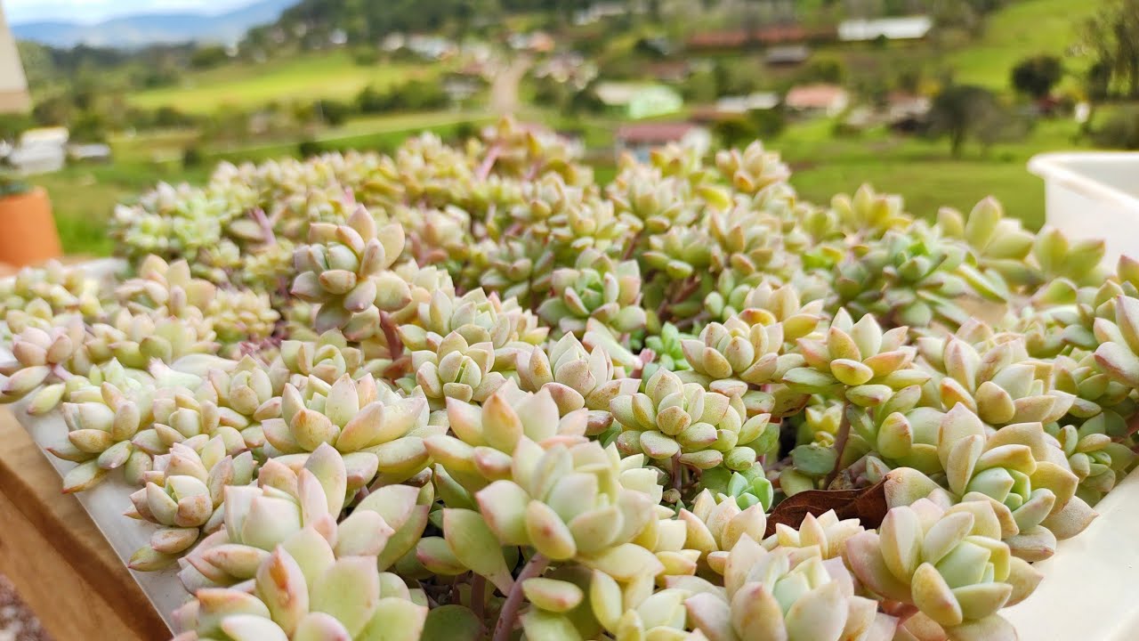 Como Fazemos poda em matrizeiras de graptoveria Milk Way #suculentas #cactos