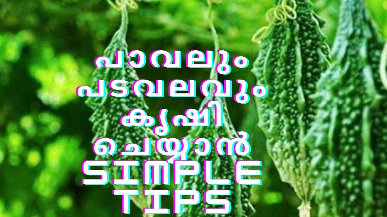 പാവലും പടവലവും കൃഷി ചെയ്യാൻ simple tips # namukkumkrishicheyyam