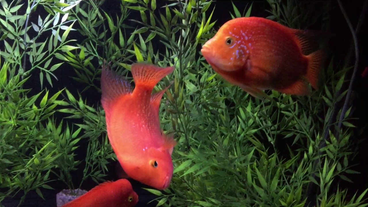 Red Mammon and Red Texas Cichlids