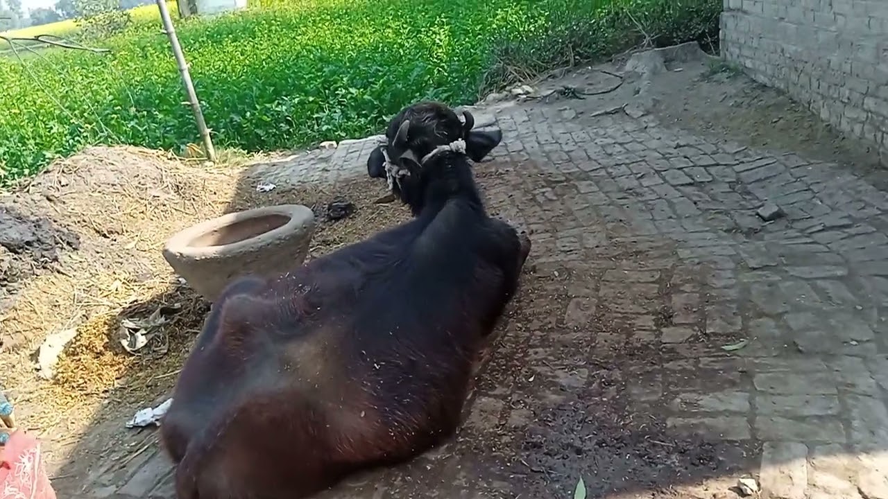 Vandana girl yt # #my lang #video # 🙏🕉️🙏🫂🫂🫂