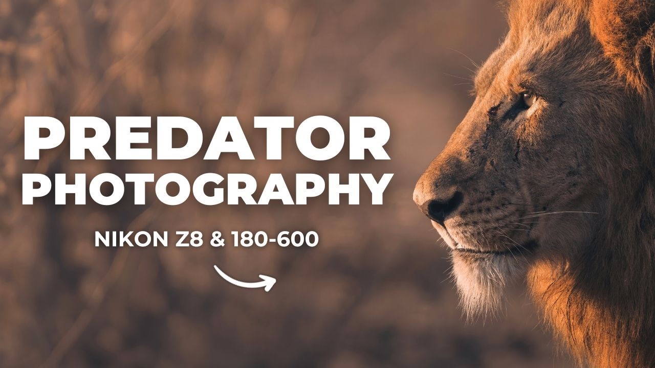 Predator Photography in Kruger National Park | Nikon Z8 & 180-600
