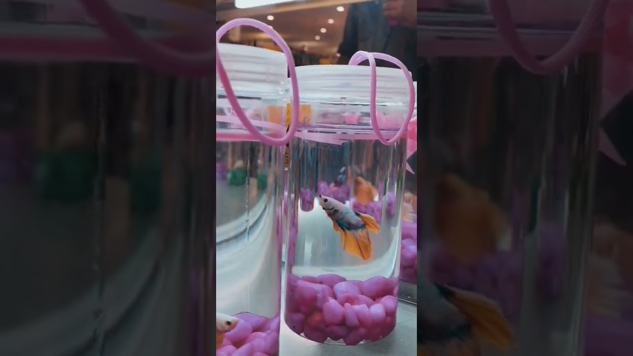 BETTA FISH ( FIGHTER ) AT LULU MALL, KOCHI / LA VLOG / #shorts #youtubeshorts #bettafish #youtube