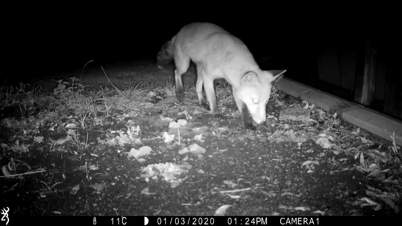 Foxes scent & poop marking