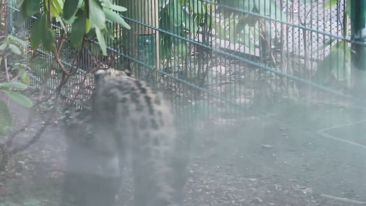Schneeleopard Pamir und die Wasserbüffel im Nbg. Tiergarten