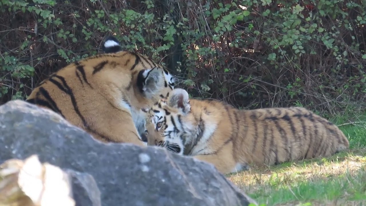 Siberische tijgermoeder en haar dochter.
