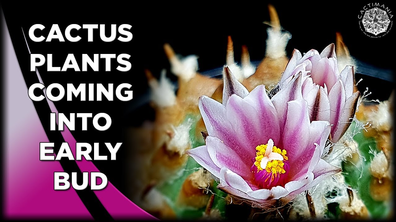 Cactus Plants in Early Spring Bud | 