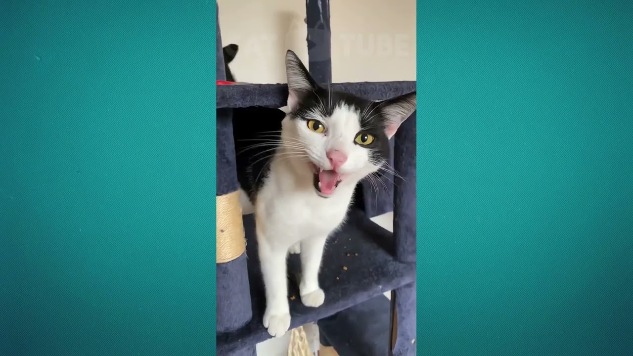 🤣😹 Невероятные кошачьи выходки, от которых вы будете смеяться до слез! 🤣😹