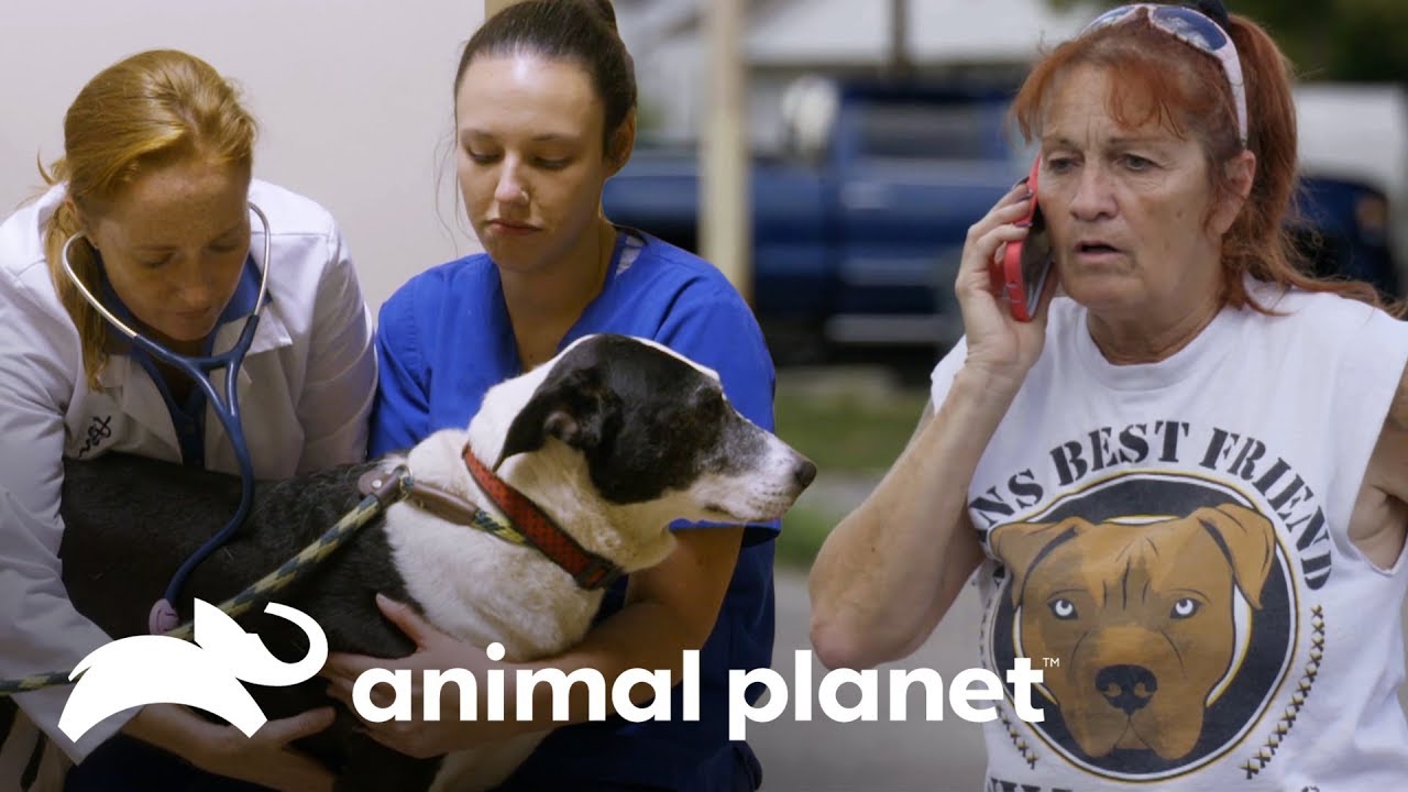 Cão levado por enchente é encontrado vivo | Pit bulls e condenados | Animal Planet Brasil