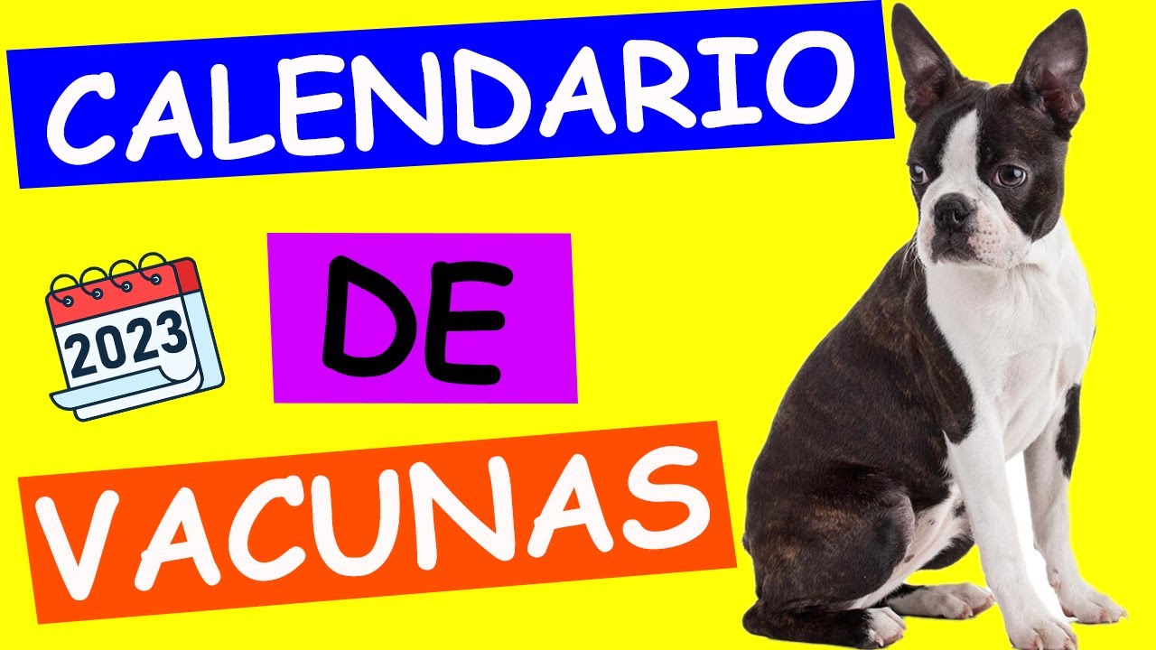 CALENDARIO DE VACUNAS para PERRO | PASO A PASO
