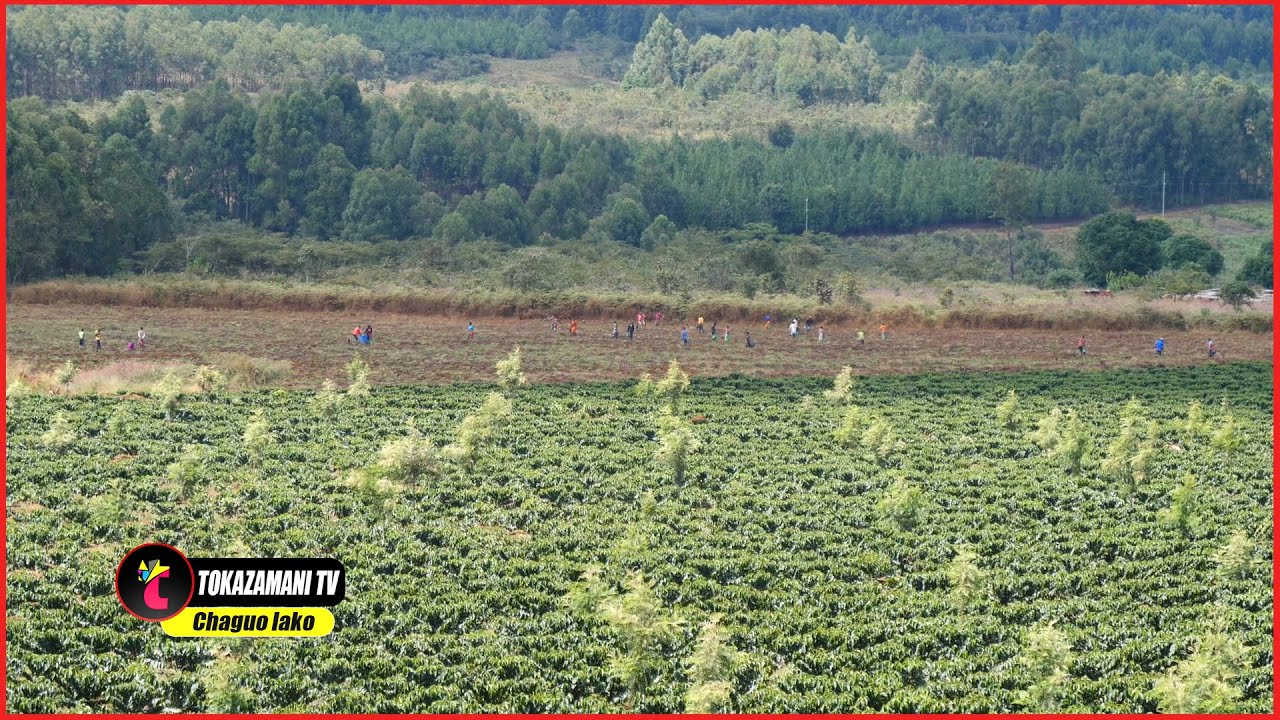 UWEKEZAJI WA PALO MBINGA NA FURSA ZA AJIRA KWENYE KILIMO.