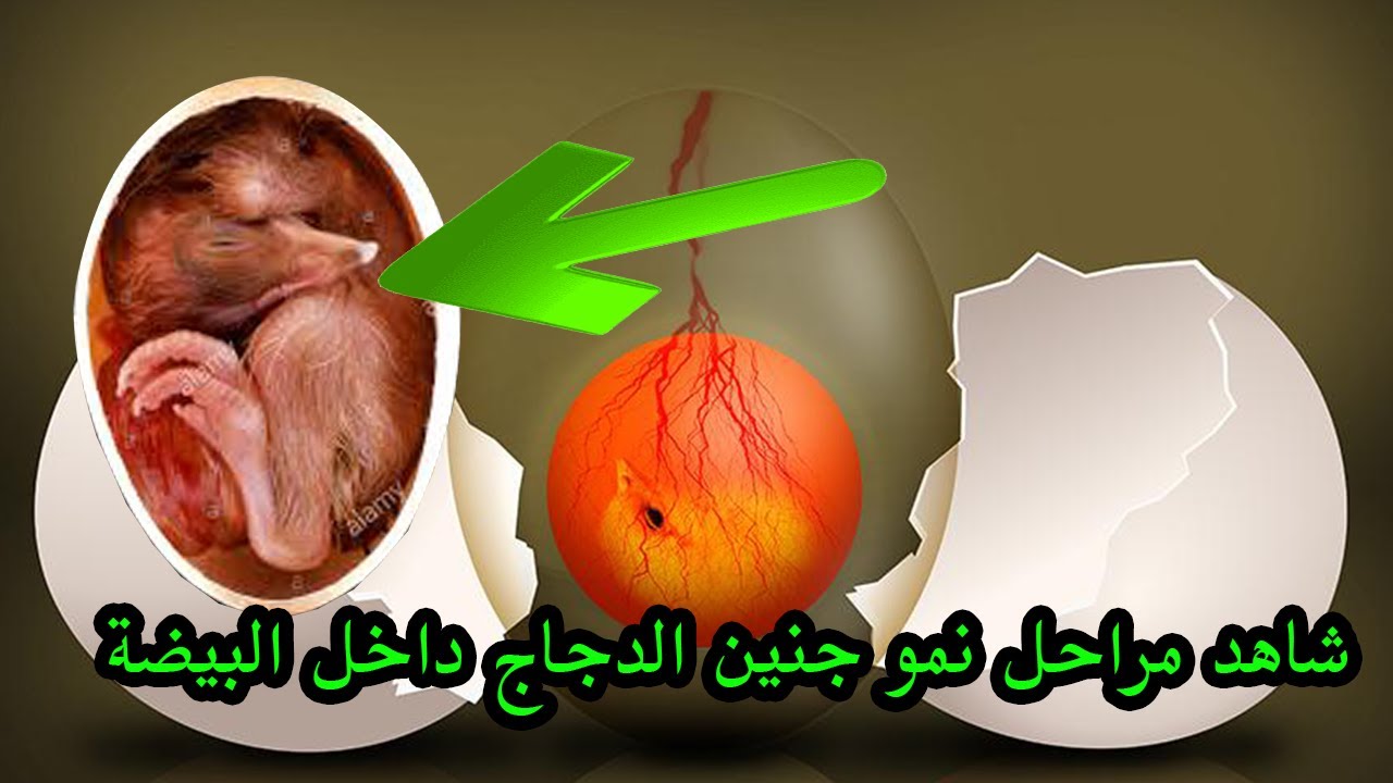شاهد مراحل نمو جنين الدجاج داخل البيضة .. من الأسبوع الأول إلى مرحله الفقص !! سبحان الله