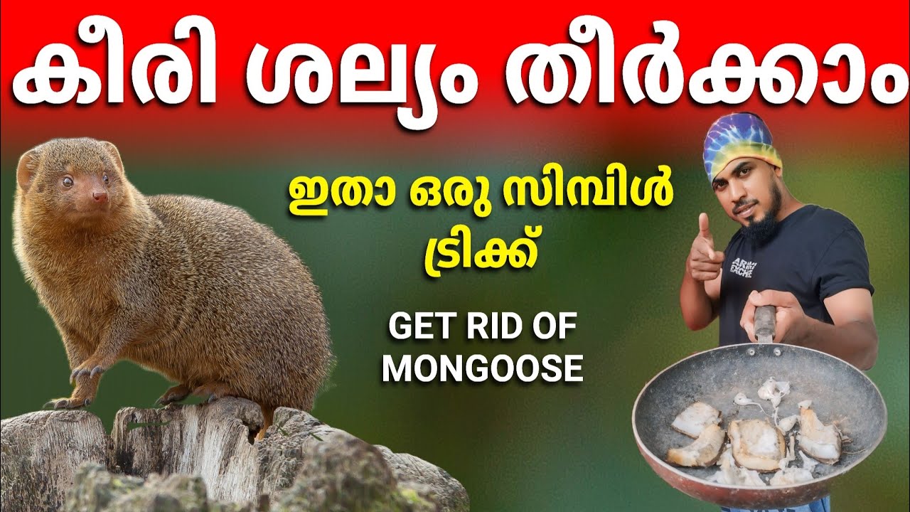 കീരി ശല്യം കൊണ്ട് പൊറുതി മുട്ടിയോ ഇനി പേടിക്കേണ്ട ഇത്രമാത്രം ചെയ്താൽ മതി mongoose get rid at hom