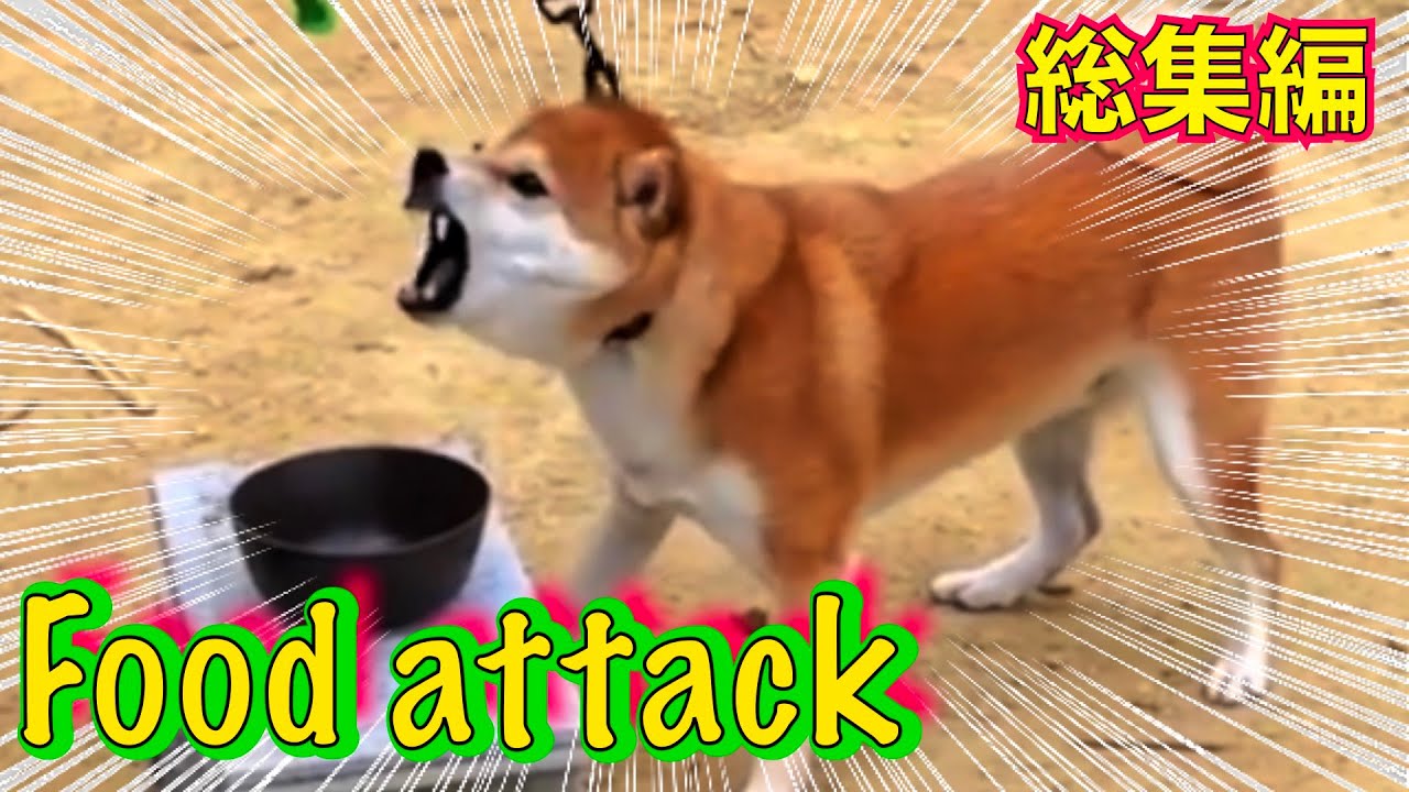 【危険】柴犬フードアグレッシブ総集編