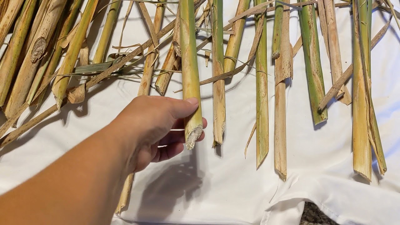 Harvesting Cattails for Weaving