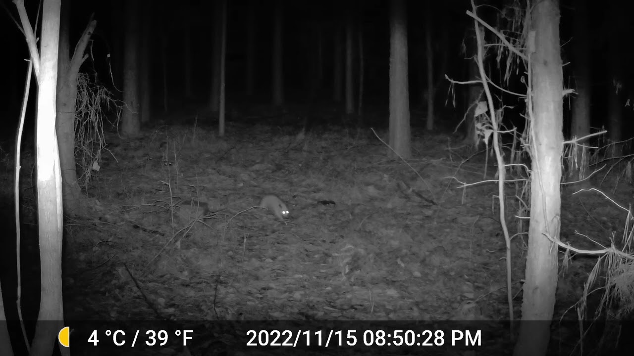 Rare Opossum Caught On Trail Camera in Arkansas