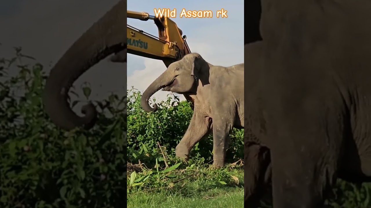 JCB VS ELEPHANT 😍