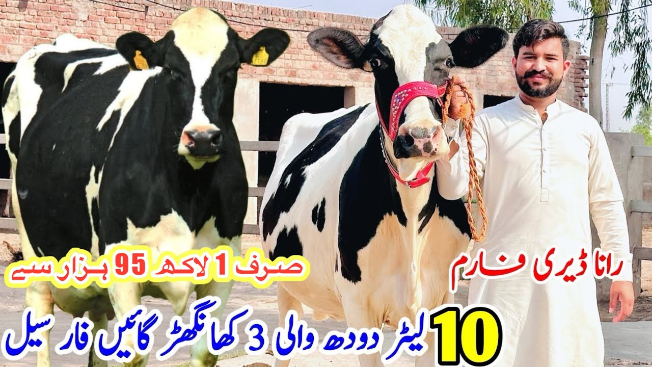 Rana Dairy Farm ||Jersey Cross Cows For Sale || Khangar Cows And American Heifers|| 26 October 2025