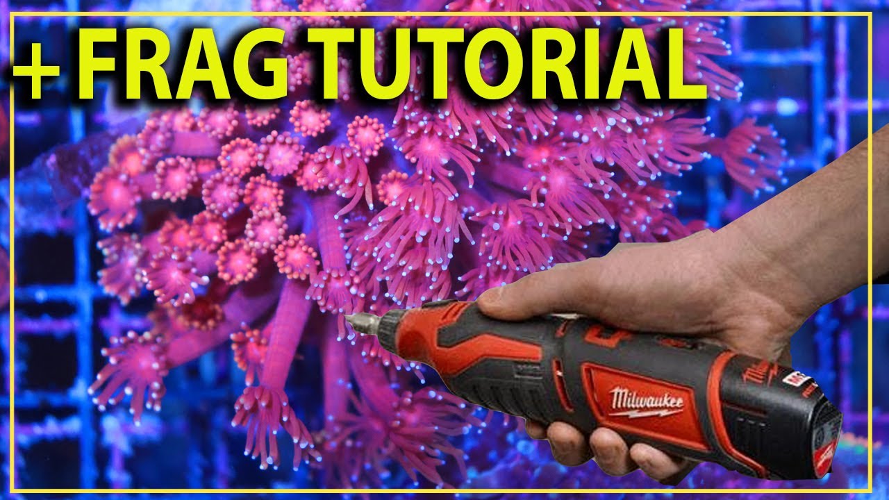 Посмотрите это, прежде чем пытаться раздробить этот сложный коралл &mdash; урок по раздроблению гониопо...