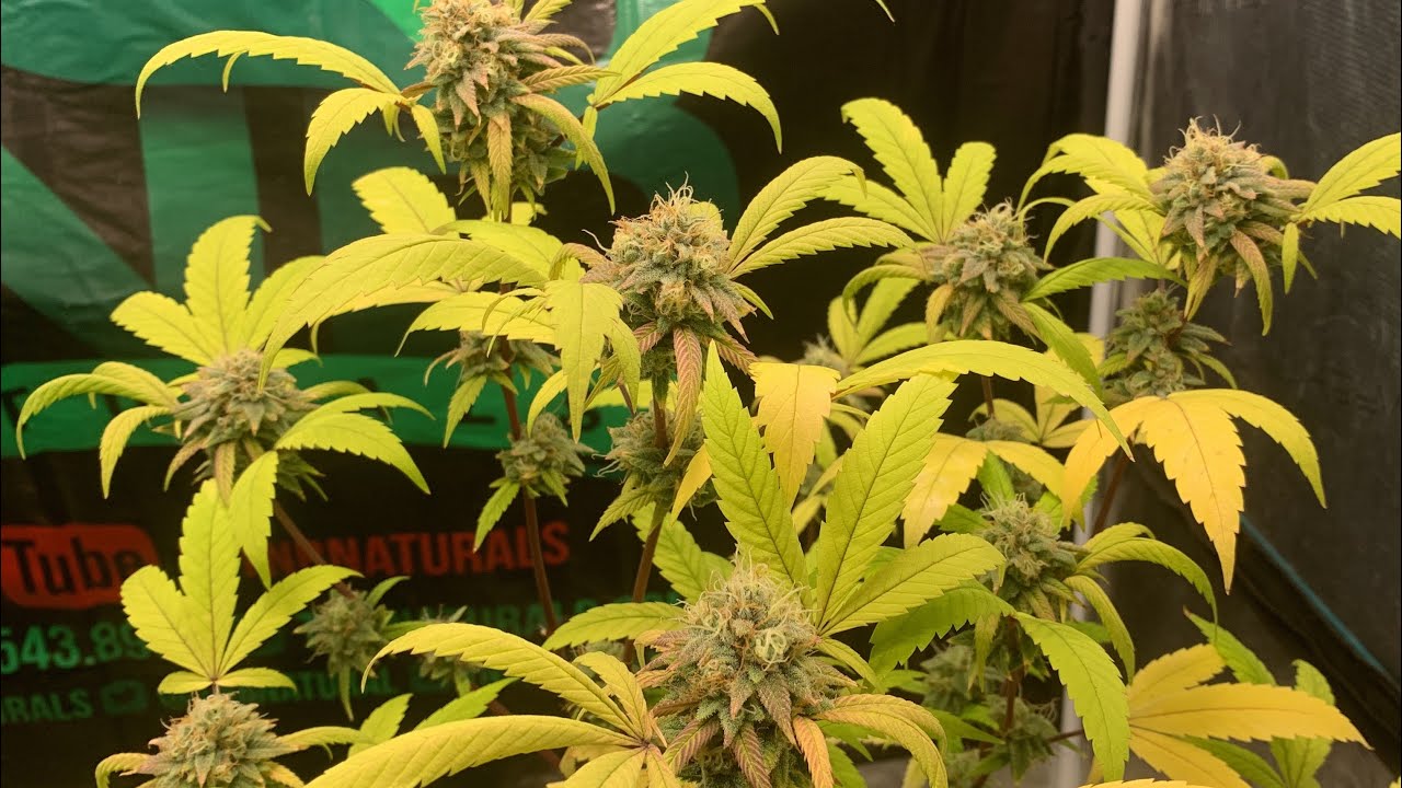 CRITICAL PURPLE KUSH Near Harvest