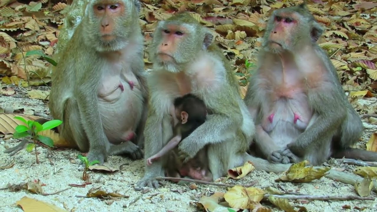 So Small, So Scared… Baby Monkey Tries to Face the World 🥺