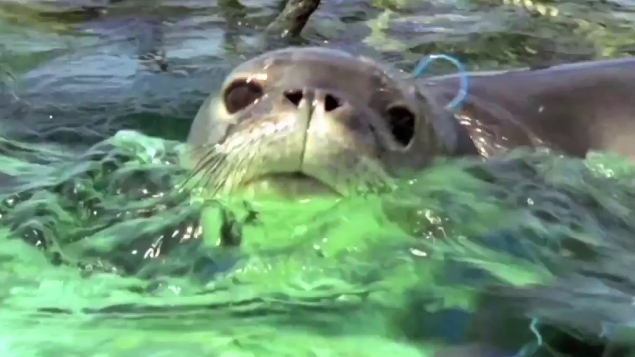 Working to protect sea animals