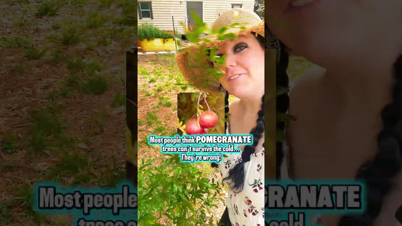 Как начать выращивать фрукты в саду и фруктовом саду на заднем дворе 👇🍋