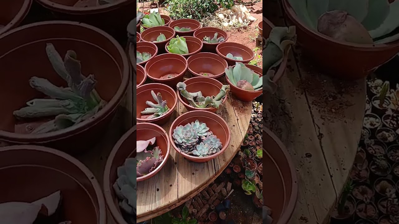 Atualizações das plantas. 