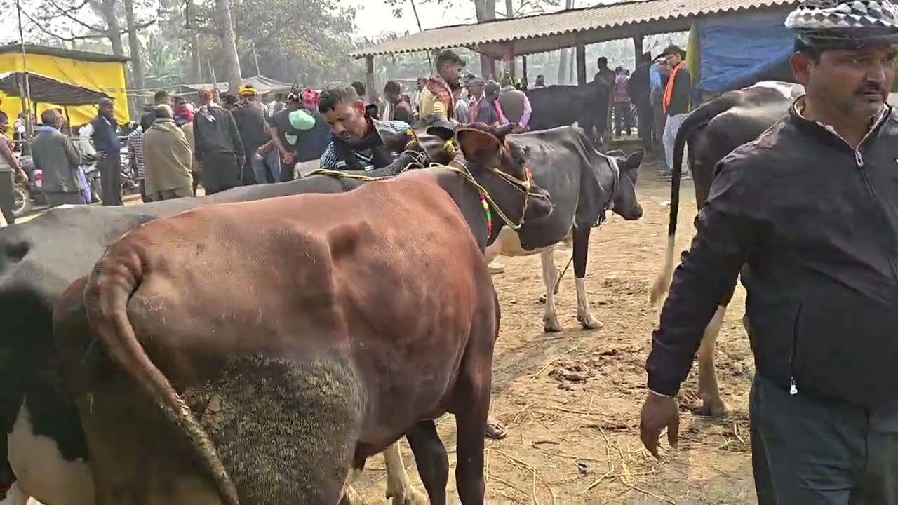 जरूआ पशु मंडी हाजीपुर वैशाली राज्य बिहार 