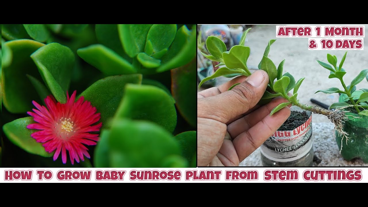 how to grow baby sun rose plant from stem cuttings | Mesembryanthemum cordifolium propagation