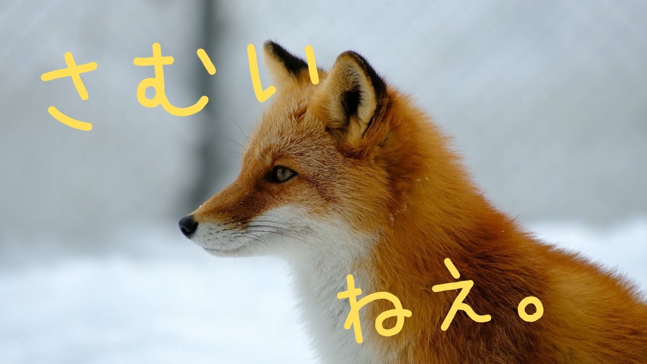 北きつね牧場より。今日は寒いねえ。