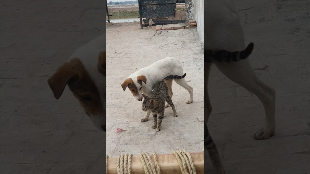 Dog and Cat Love🥰