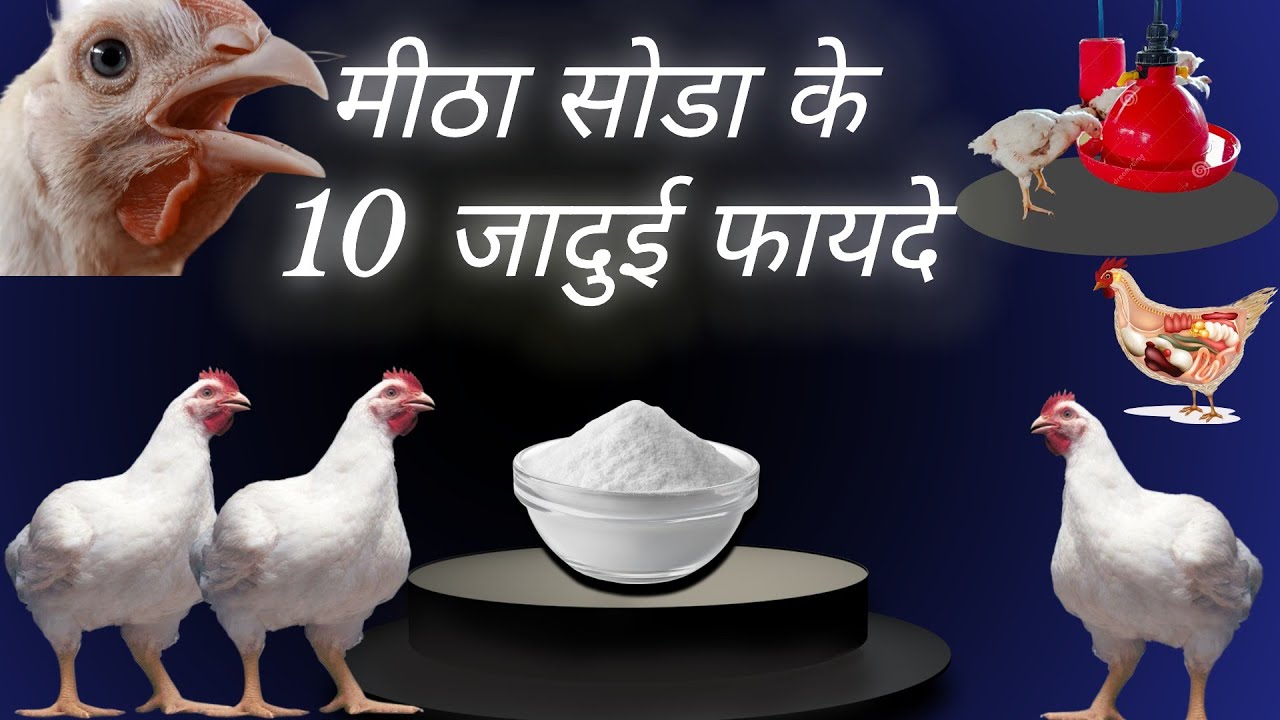 Poultry Farming में मीठा सोडा के 10 जादुई फायदे | Baking Soda Uses in Poultry