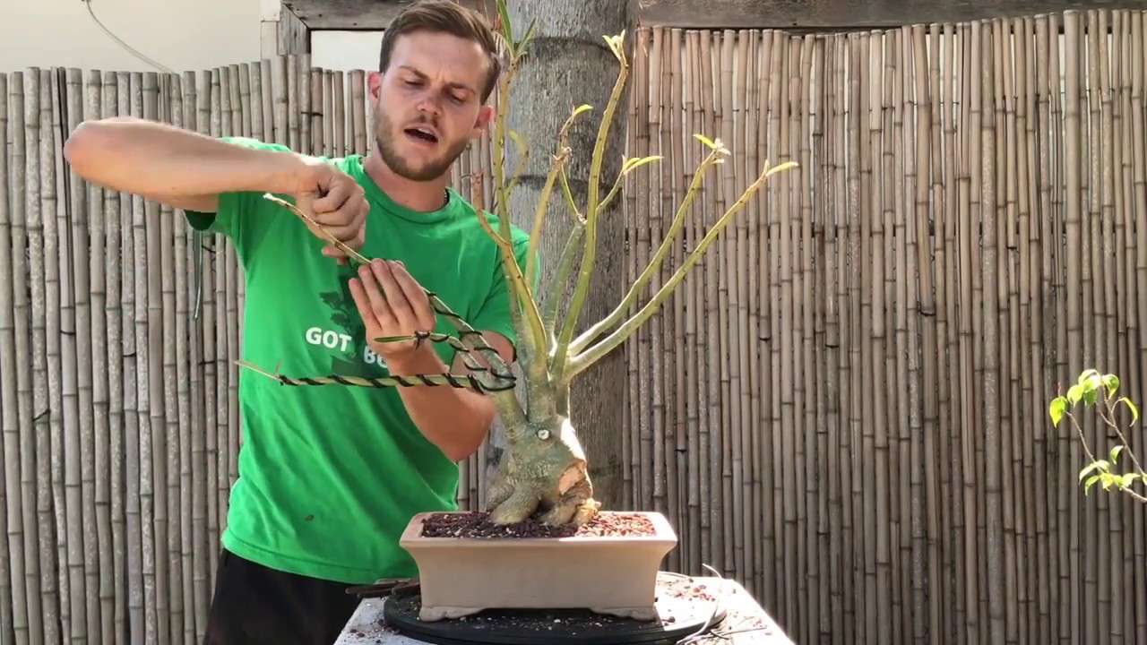 Преображение бонсай из пустынной розы (адениума) — The Bonsai Supply