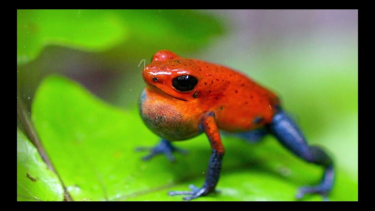 Red Frog Cry this night