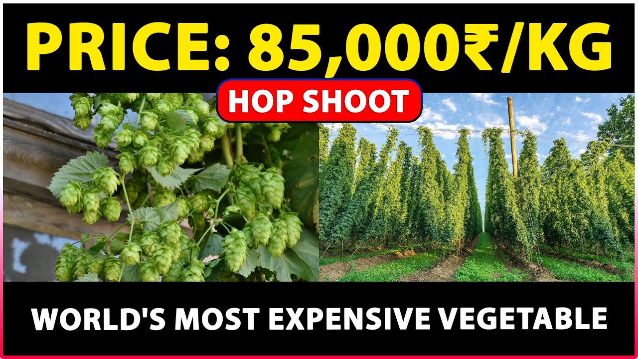 Discover the World's Most Expensive Vegetable: Hop Shoots | Farming / Cultivation Guide
