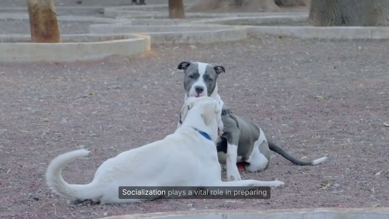 Обучаю свою собаку безопасному выгулу без поводка 🚶‍♂️🐕