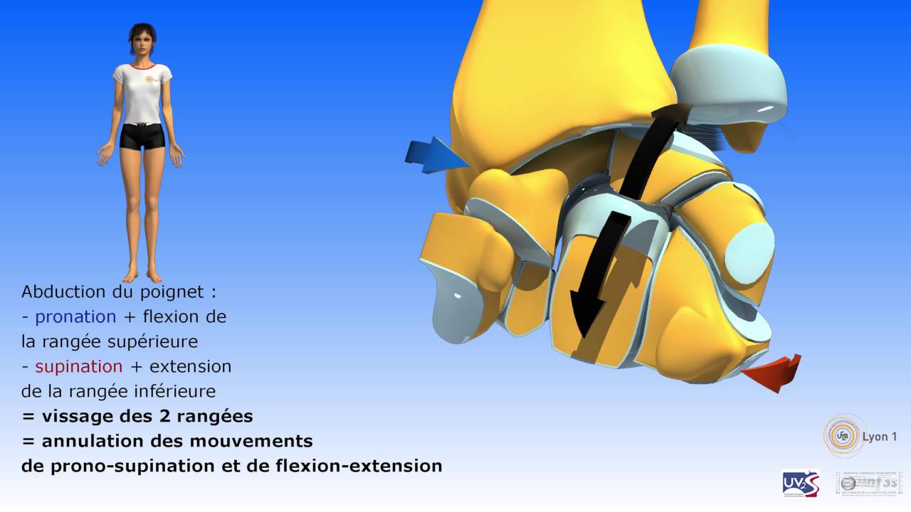 Les mouvements des os du poignet
