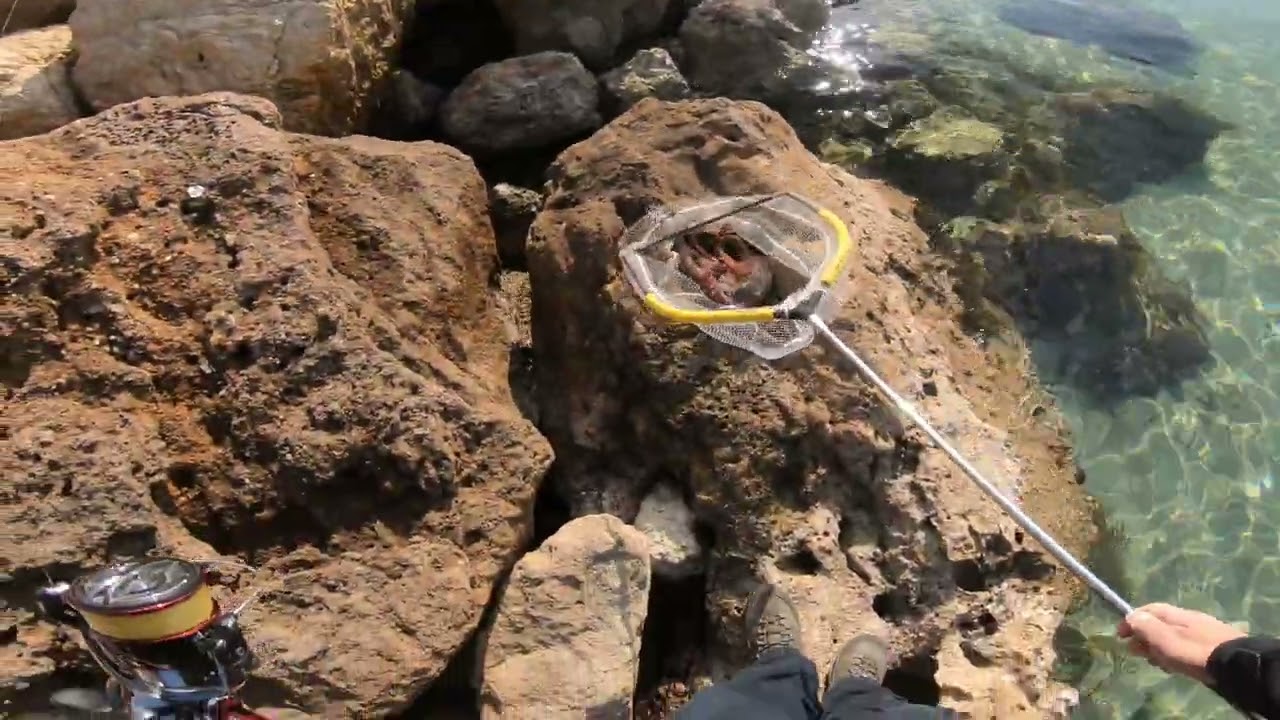 Shore eging game, Polpo in agguatoTailwalk egist TzShimano Stradic CI4+Egi Yamashita
