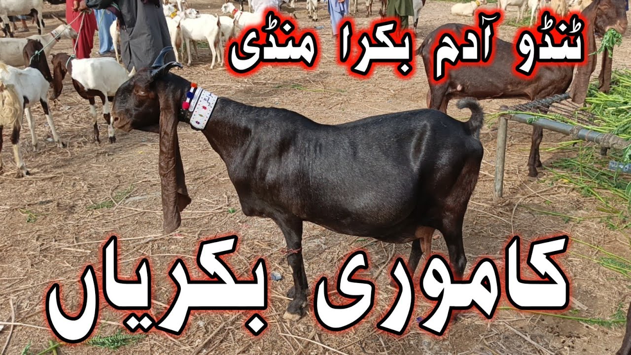 Tando Adam Bakra Mandi Latest updates❤❤❤