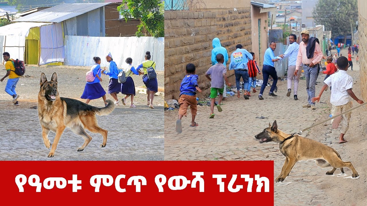 ምርጥ የውሻ ፕራንክ  በሳቅ ፍርስ የምትሉበት ገራሚ ፕራንክ ይዘንላችሁ ከች ብለናል |  New video 2022 | አዲስ ቪዲዮ 2014