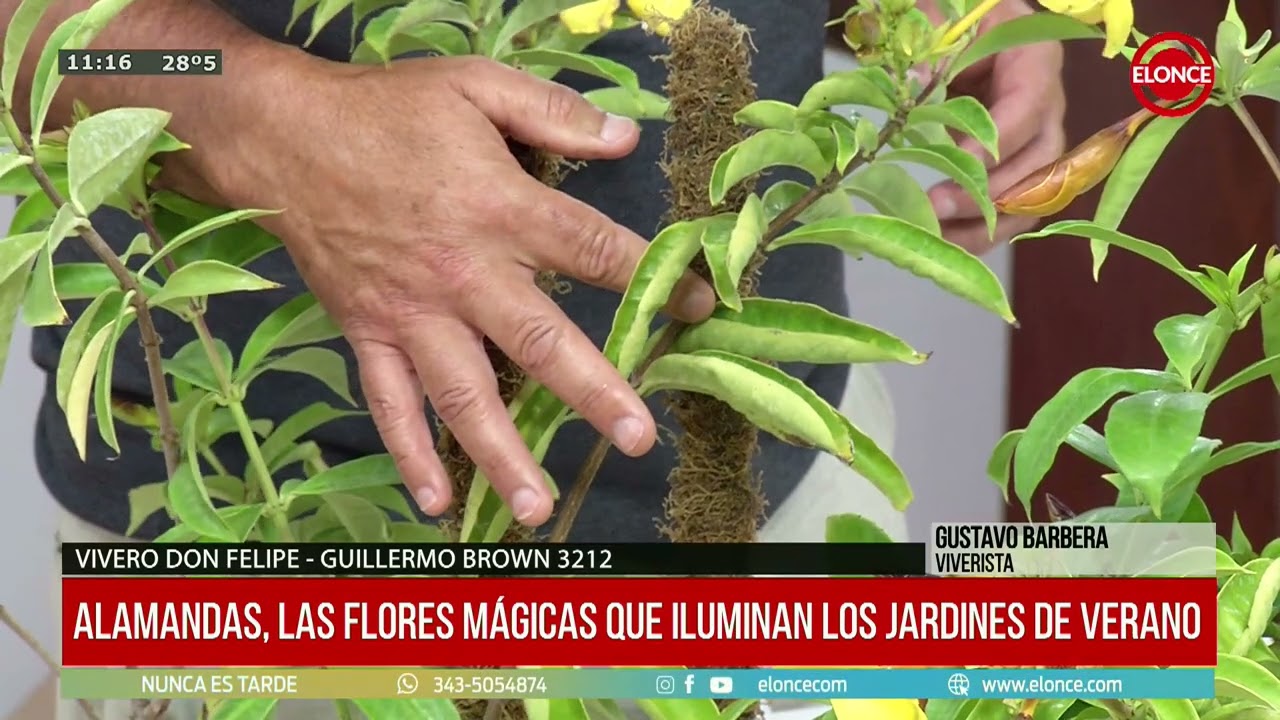 Alamandas, una flor mágica para iluminar los jardines - Gustavo Barbera 29/01/26