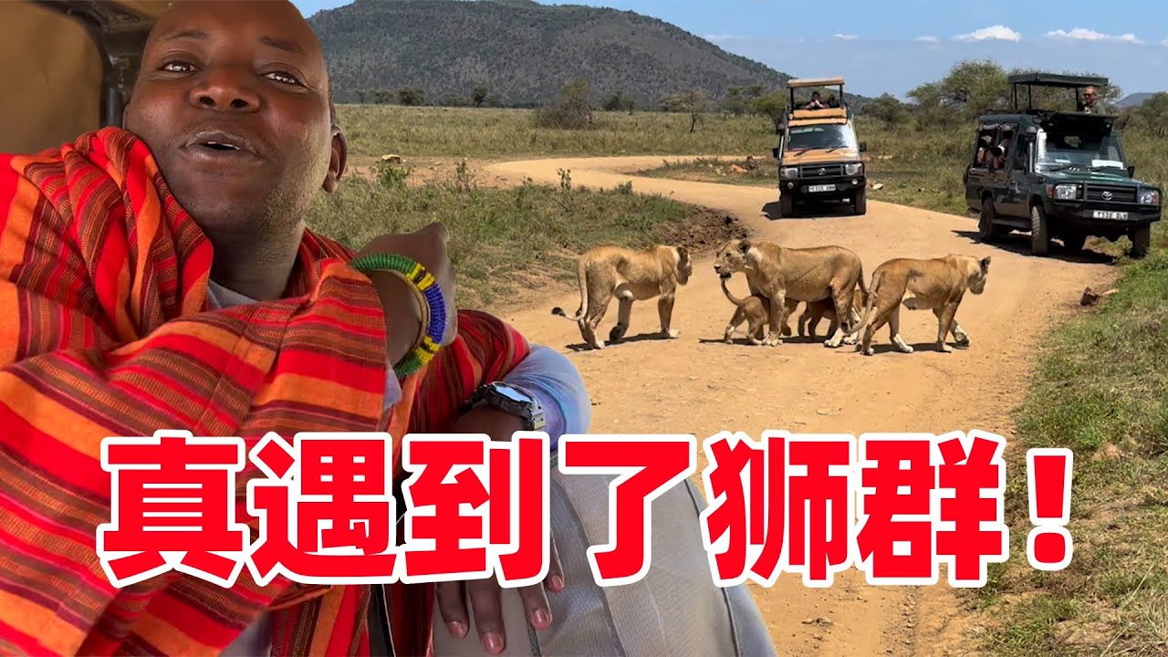 突遇狮群！向我们奔来，吓得我们一句话都不敢讲，连保镖都紧张了