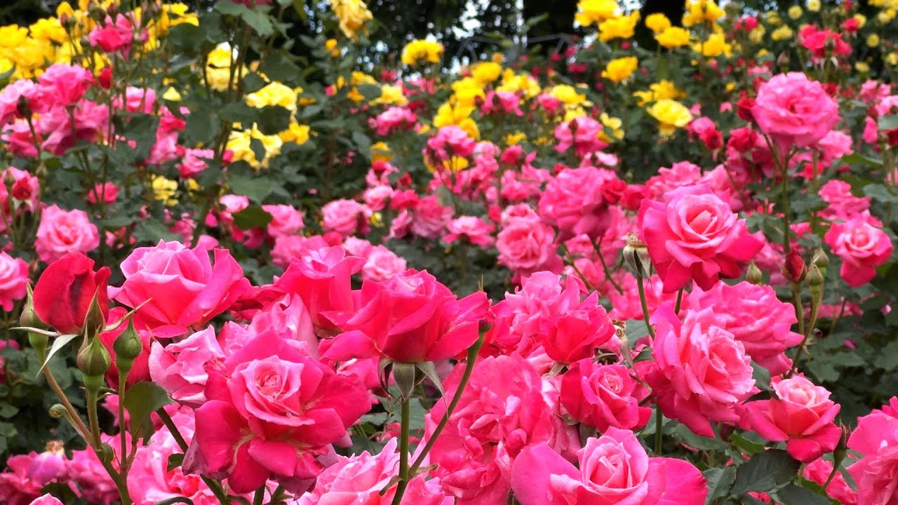 【4K】雨の与野公園（埼玉県）バラが見頃でした♪2024年5月9日 ばらまつり前の開花状況  May 9,2024　Yono Park in Saitama　Japanese rose garden