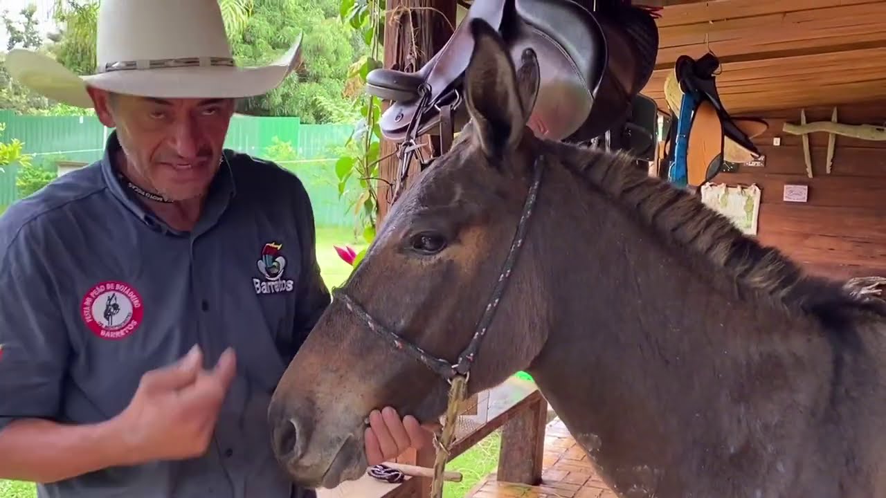 Como imobilizar amarrar  seu cavalo, burro ou mula (xucra) pra mexer na orelha ou curar