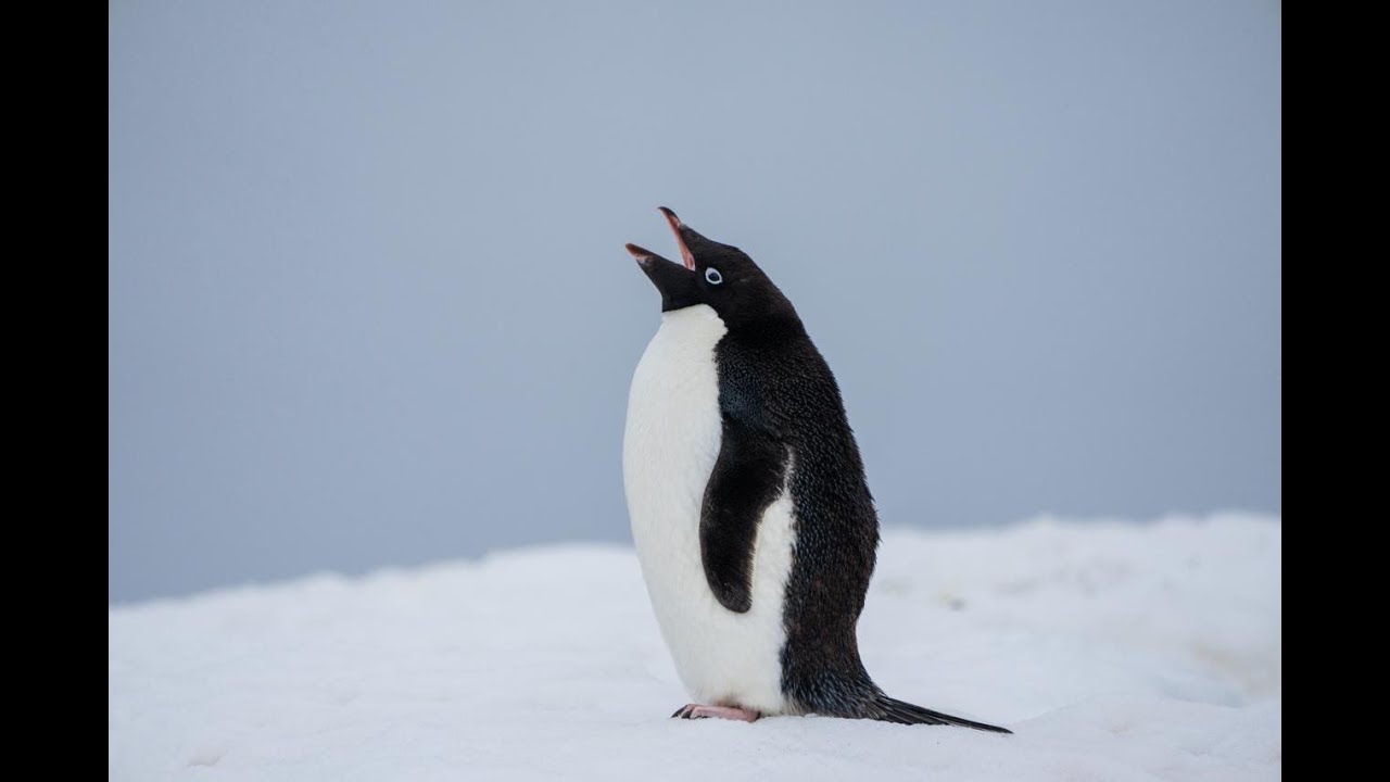 Antarctica - Viking Polaris  -2025