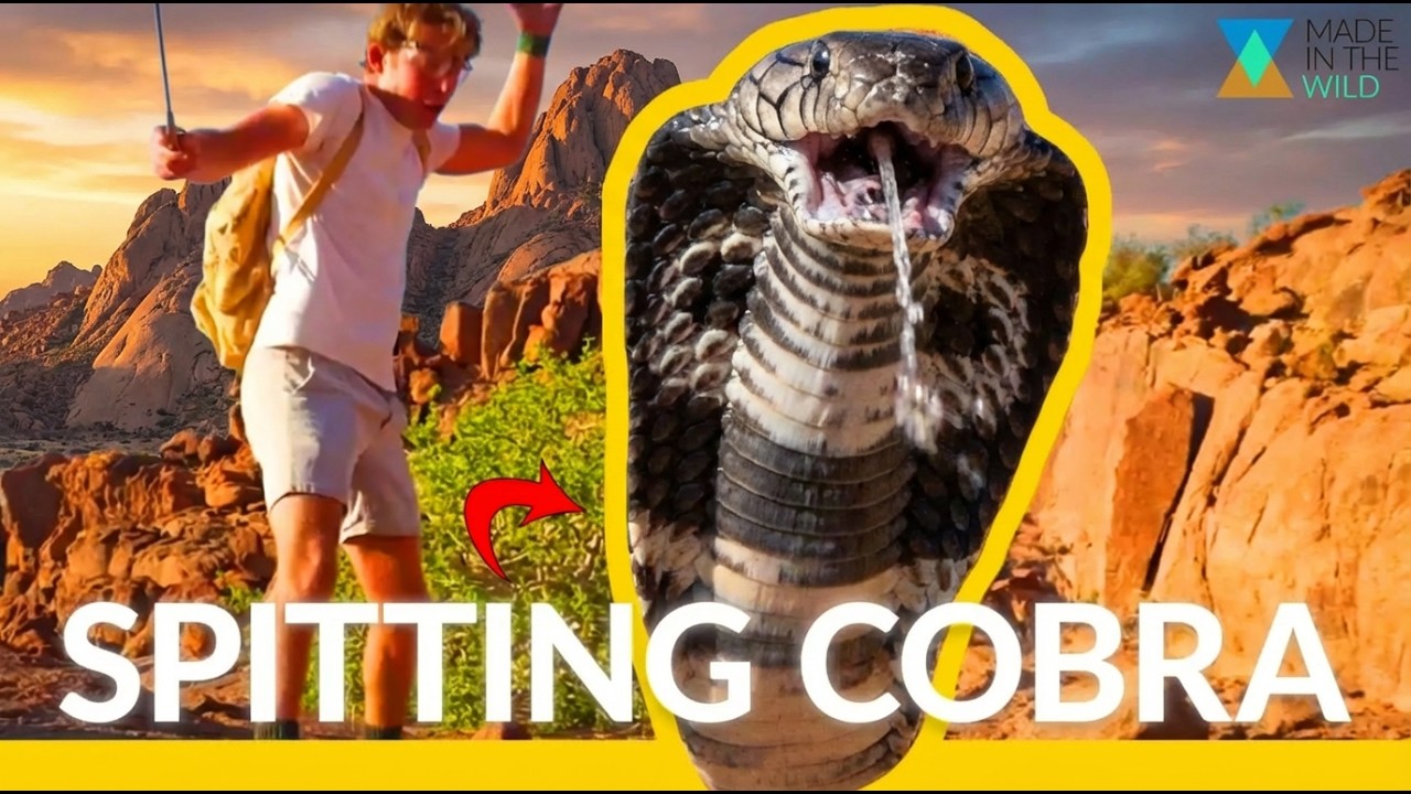 Snake Shoots Venom - in action!