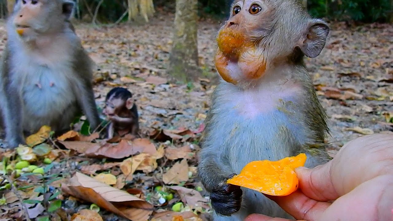 Most Incredible! Monkey AMELIA Look Happy To Get A Tasty Mango | @IShowMonkeyTV